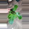plant/Philodendron Squamiferum-0-thumbnail