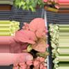 plant/Syngonium Coral starter plant growers choice-2-thumbnail