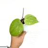 plant/Hoya Balaensis-0-thumbnail