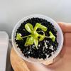 plant/Philodendron Green Congo Nuclear-2-thumbnail