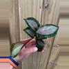 plant/Calathea Royal Standard starter plant growers choice-2-thumbnail