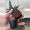 plant/Haworthia Tessellata starter plant growers choice-2-thumbnail