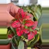 plant/Hypoestes Red starter plant growers choice-1-thumbnail