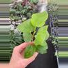 plant/Hibscus Cocoa Royale starter plant growers choice-1-thumbnail