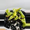 plant/Philodendron Green Congo Nuclear-3-thumbnail