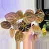 plant/Peperomia latte-2-thumbnail