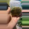 plant/Sunstressed Patchawalarai Ice-2-thumbnail