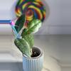 plant/Hoya AH 029-1-thumbnail