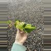 plant/Philodendron Brasil Cuttings *Growers Choice*-0-thumbnail