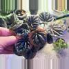 plant/Peperomia Abricos-1-thumbnail