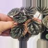plant/Peperomia Abricos-2-thumbnail