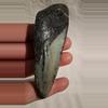 free_shipping/Megalodon Fragment-0-thumbnail