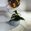 plant/Hoya Dennisii Frieda-1-thumbnail