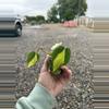 plant/Philodendron Brasil Cuttings *Growers Choice*-3-thumbnail