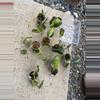 plant/Philodendron Brasil Cuttings *Growers Choice*-7-thumbnail
