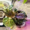 plant/Peperomia marmorata pink lady-1-thumbnail