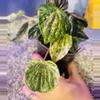 plant/Peperomia marmorata pink lady-2-thumbnail