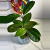 plant/Hoya Carnosa pink flower-1-thumbnail