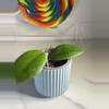plant/RHM 2401-1-thumbnail