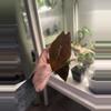 plant/Low color Pink Chantrieri Pup-0-thumbnail