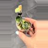 plant/Scindapsus variegated Snakeskin- Dara-4-thumbnail