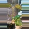 plant/Dinner Plate Hoya Starter-1-thumbnail