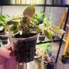 plant/Peperomia marmorata pink lady-3-thumbnail