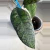 plant/Hoya AH 029-2-thumbnail