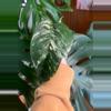 plant/Epi Pinnatum Albo rooted cutting with active growth-0-thumbnail