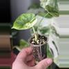plant/Alocasia Sinuata Albo-1-thumbnail
