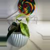 plant/Hoya Dennisii Frieda-0-thumbnail