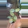 plant/Nova Ghost Starter-0-thumbnail
