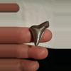 free_shipping/Augustin shark tooth-1-thumbnail