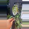 plant/Megalaster x Self starter-0-thumbnail