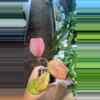plant/Sunstressed Patchawalarai Ice-0-thumbnail