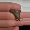 free_shipping/Augustin shark tooth-0-thumbnail