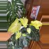 plant/Syngonium milk confetti pink variegated-0-thumbnail