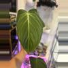 plant/Philodendron melano var revert-0-thumbnail