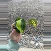 plant/Philodendron Brasil Cuttings *Growers Choice*-1-thumbnail