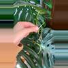 plant/Epi Pinnatum Albo rooted cutting with active growth-2-thumbnail