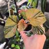 plant/Begonia Cucullata Variegated-0-thumbnail