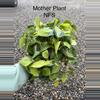 plant/Philodendron Brasil Cuttings *Growers Choice*-8-thumbnail