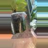 plant/Nova Ghost Starter-2-thumbnail