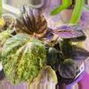 plant/Peperomia marmorata pink lady-4-thumbnail