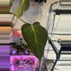plant/Philodendron melano var revert-2-thumbnail