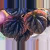 plant/Peperomia Abricos-0-thumbnail