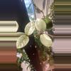 plant/Nova Ghost Starter-3-thumbnail