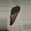 free_shipping/Megalodon Fragment-0-thumbnail