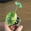 plant/Alocasia Sinuata Albo-2-thumbnail