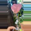 plant/Sunstressed Patchawalarai Ice-1-thumbnail